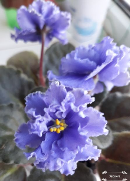 Ruffled Skies - AA violete africane de colectie