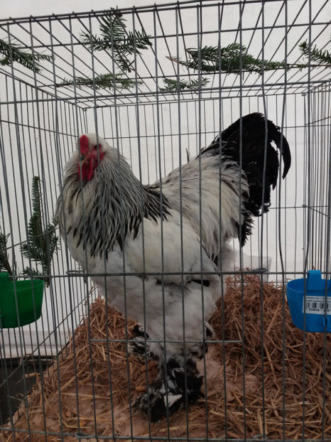  - Brahma Herminat Deschis 2018