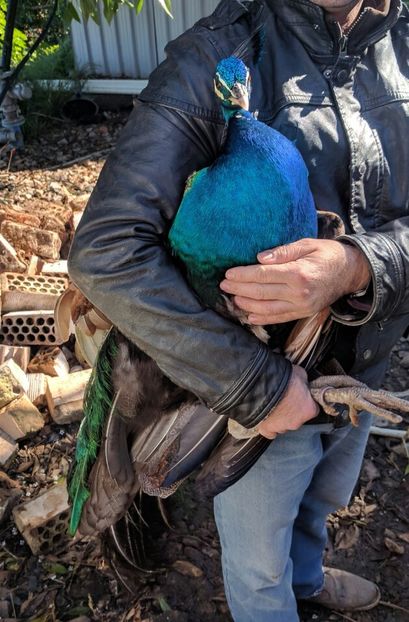  - P--Pauni Indian Blue