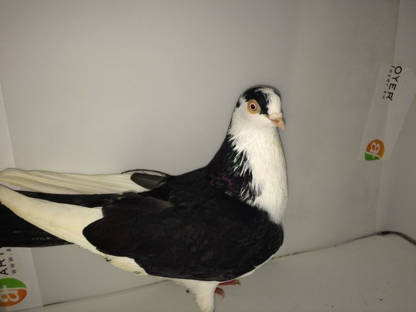 mascul  2017_2 - achiziții 2018