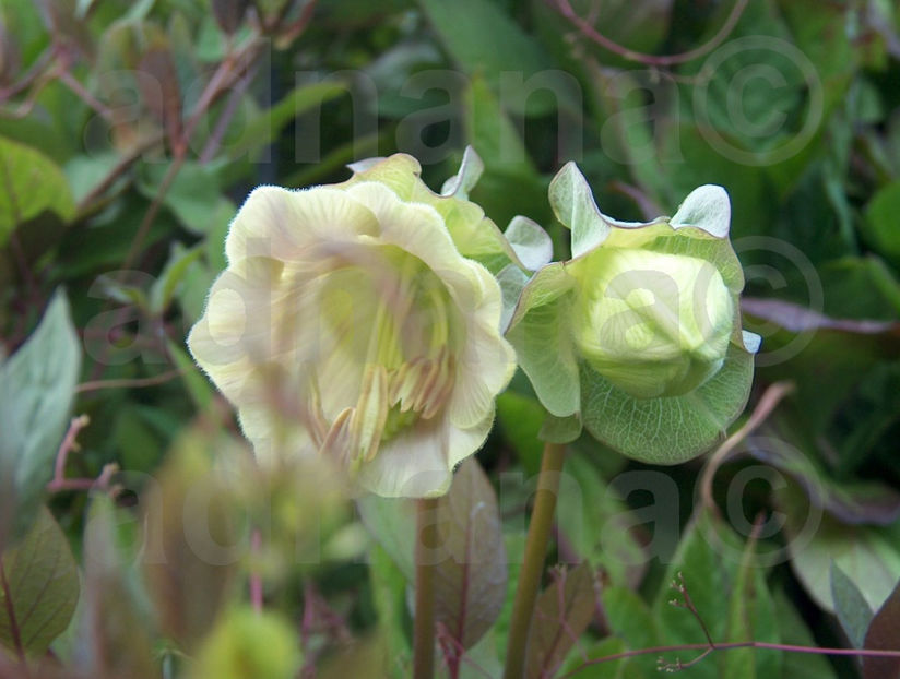  - Cobea Alba - Cobaea scandens white