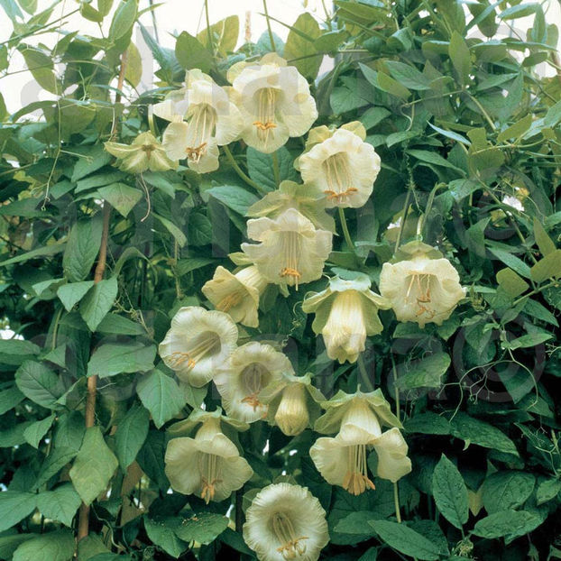  - Cobea Alba - Cobaea scandens white