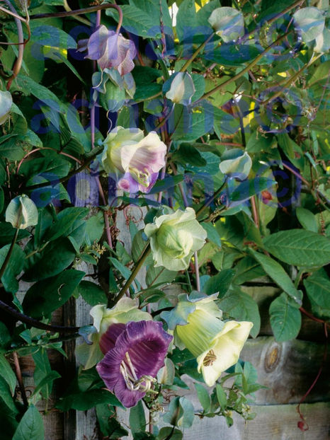  - Cobea Alba - Cobaea scandens white