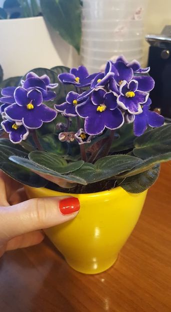  - violete in colectie