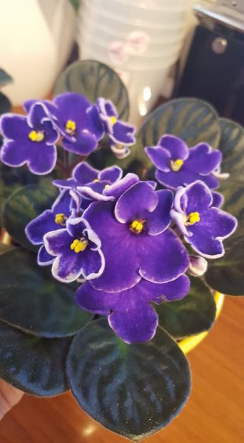  - violete in colectie