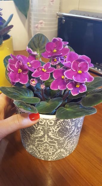  - violete in colectie