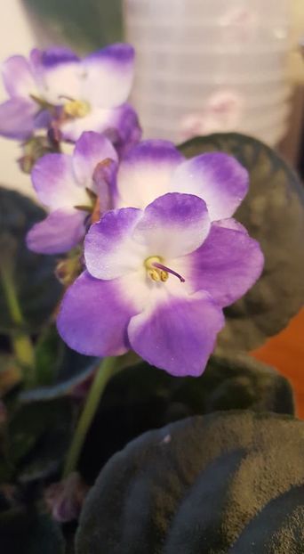  - violete in colectie