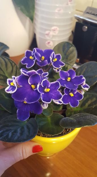  - violete in colectie