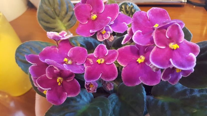  - violete in colectie