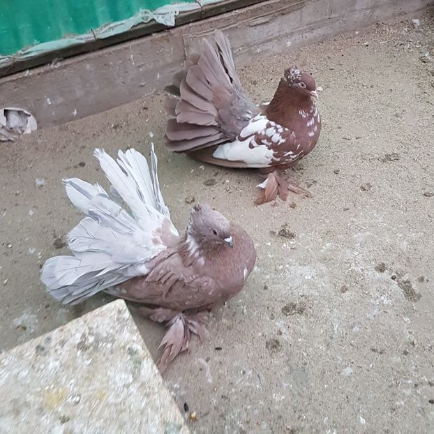 Pereche2016.Dnu.Marius.CRAIOVAJud.DOLJ - 8___-PERSOANE CU CARE AM COLABORAT- VANZARI