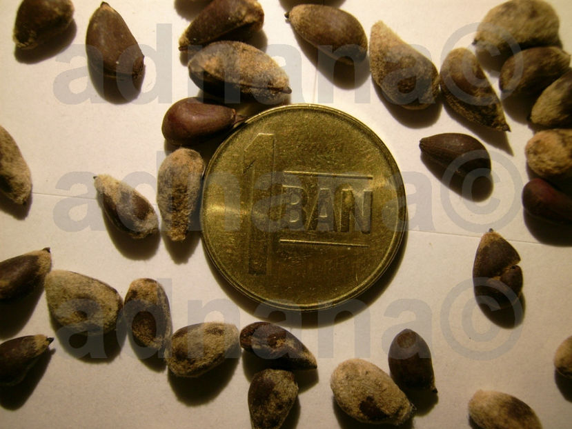  - Bumbac - Gossypium herbaceum