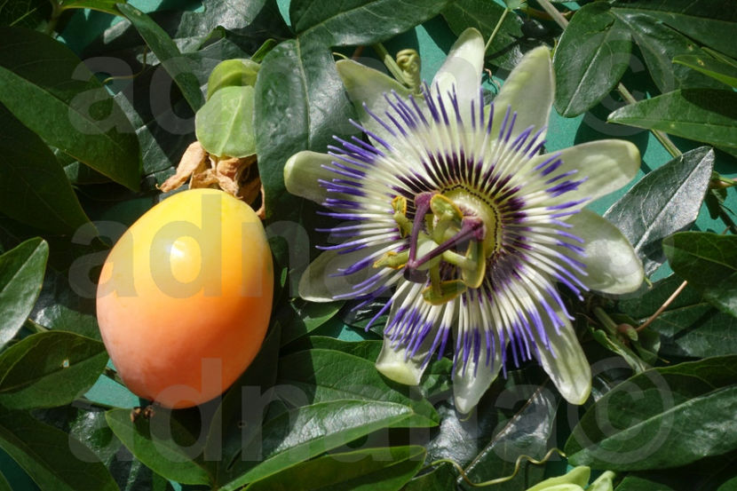  - Passiflora caerulea - Floarea pasiunii