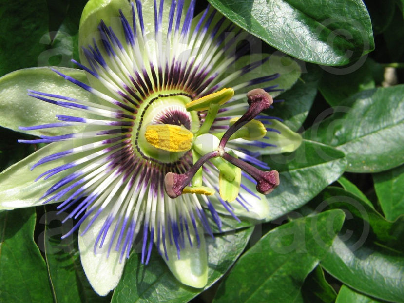  - Passiflora caerulea - Floarea pasiunii