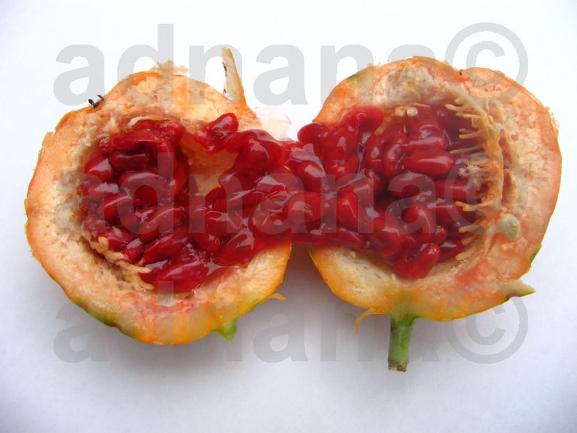  - Passiflora caerulea - Floarea pasiunii