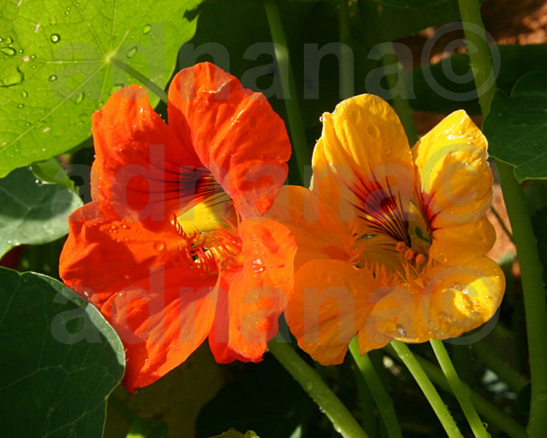  - Tropaeolum majus - Mix de culori