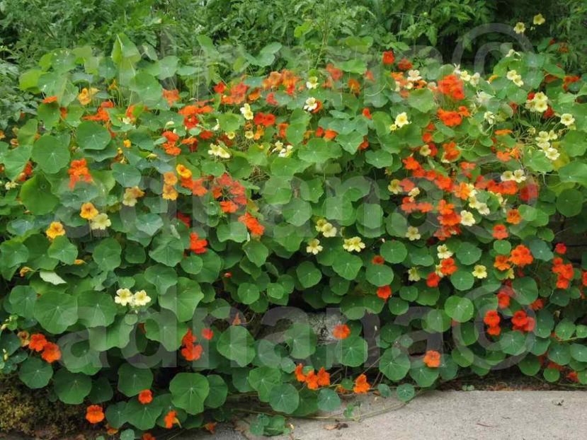  - Tropaeolum majus - Mix de culori