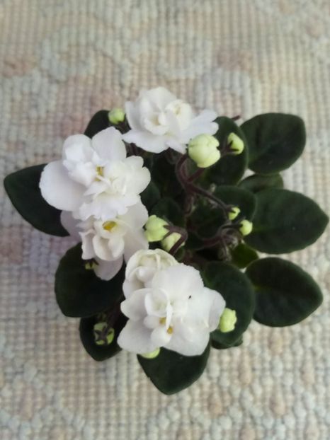 1 feb - ZZ Mini Lidl