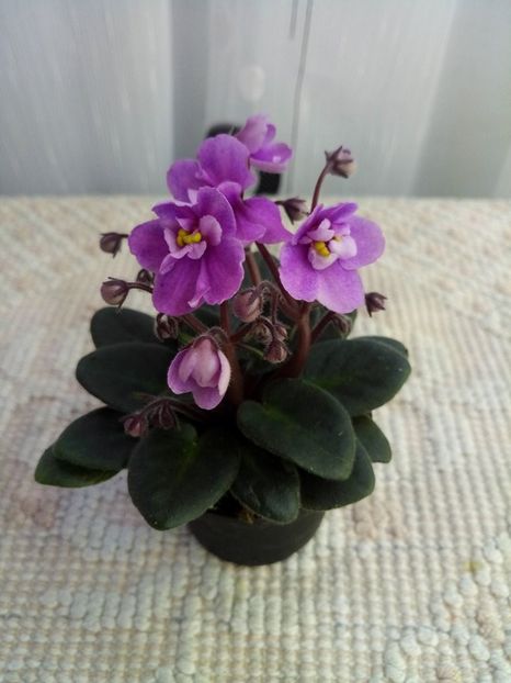 1 feb - ZZ Mini Lidl