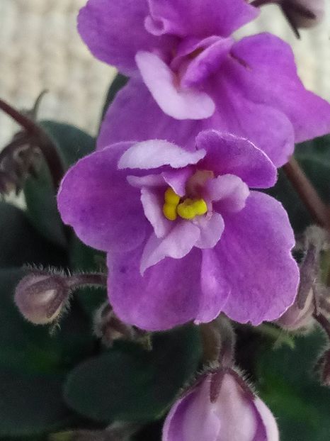 1 feb - ZZ Mini Lidl