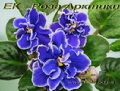 EK-Roza Arktiki - provizoriu