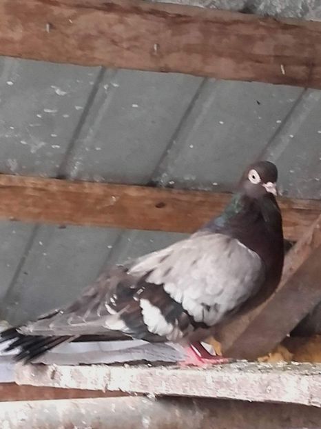 received_1146990648760207 - 9-Dungat Romanesc