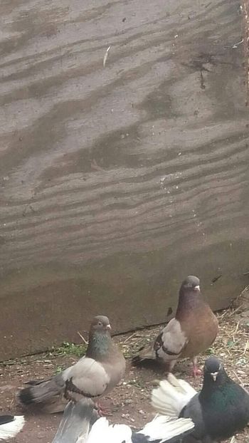 received_1165308100261795 - 9-Dungat Romanesc