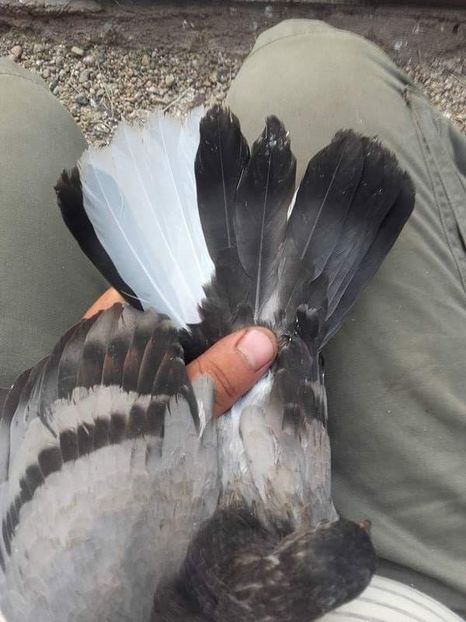 received_1223462591113012 - 9-Dungat Romanesc