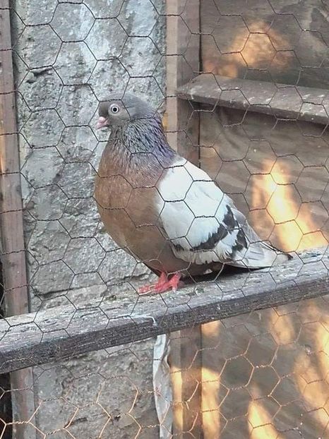 received_1239885606137377 - 9-Dungat Romanesc