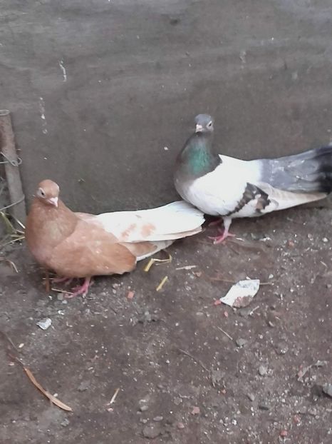 received_1151481551644450 - 9-Dungat Romanesc