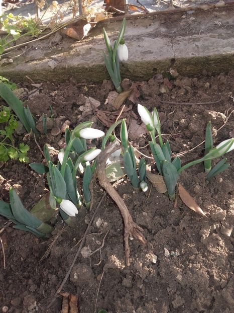 Primii ghiocei - Gradina mea cu flori