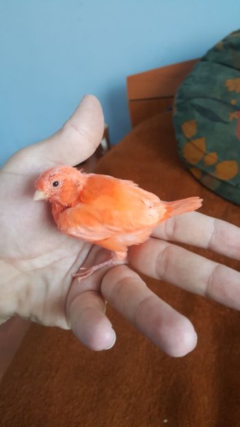  - Canari