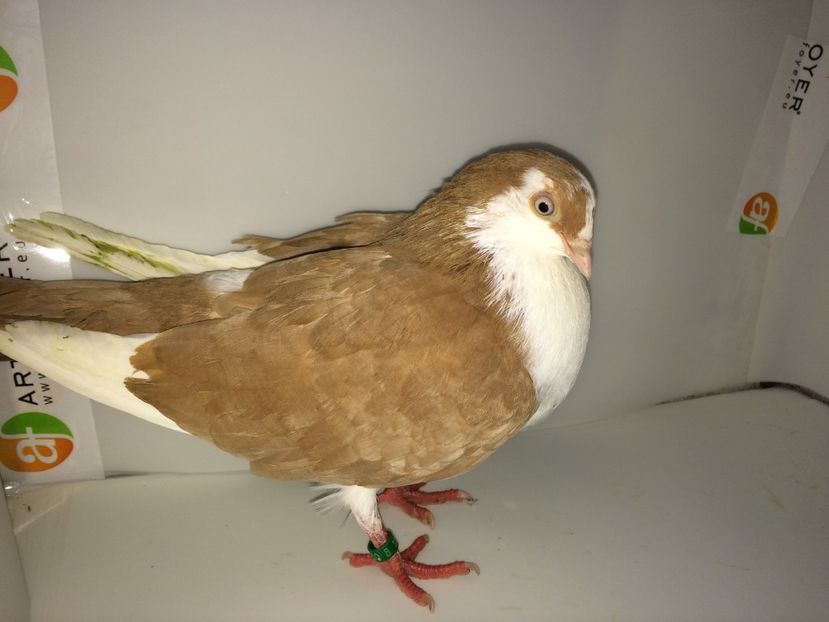 femelă  2017_2 - achiziții 2018