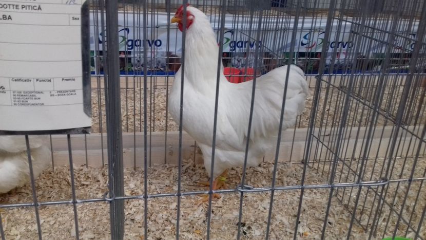  - EXPOZITIA PAJUARA OTOPENI FEBRUARIE 2018