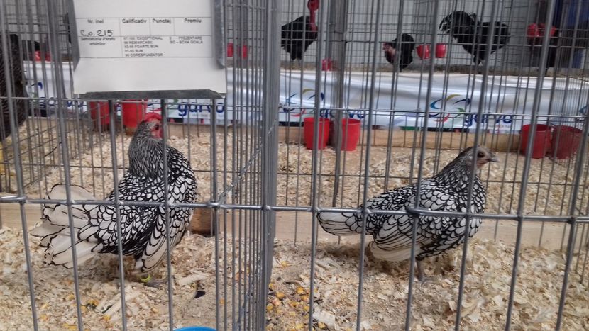  - EXPOZITIA PAJUARA OTOPENI FEBRUARIE 2018