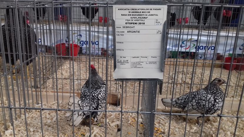  - EXPOZITIA PAJUARA OTOPENI FEBRUARIE 2018