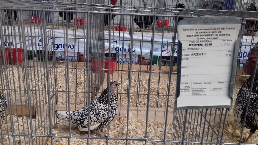  - EXPOZITIA PAJUARA OTOPENI FEBRUARIE 2018