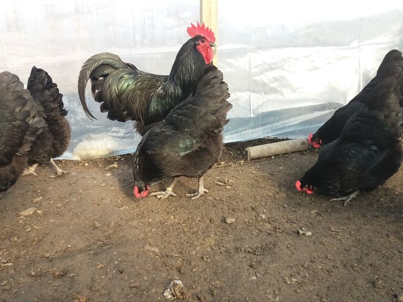  - australorp negru