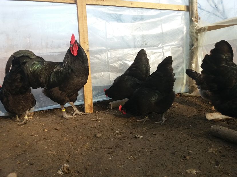  - australorp negru