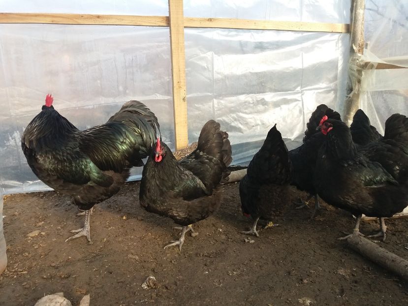  - australorp negru