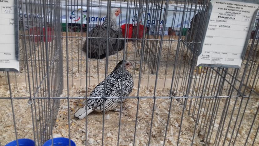  - EXPOZITIA PAJUARA OTOPENI FEBRUARIE 2018