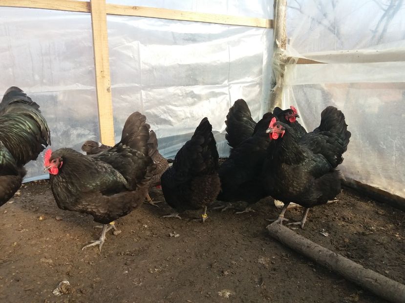  - australorp negru