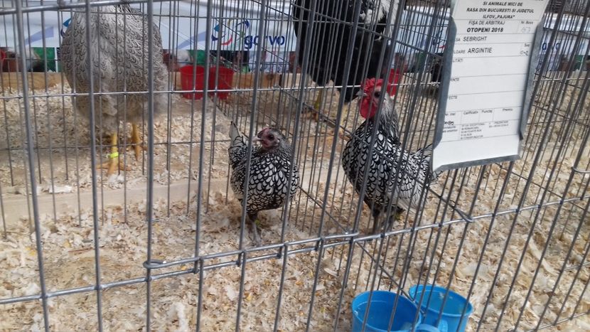  - EXPOZITIA PAJUARA OTOPENI FEBRUARIE 2018