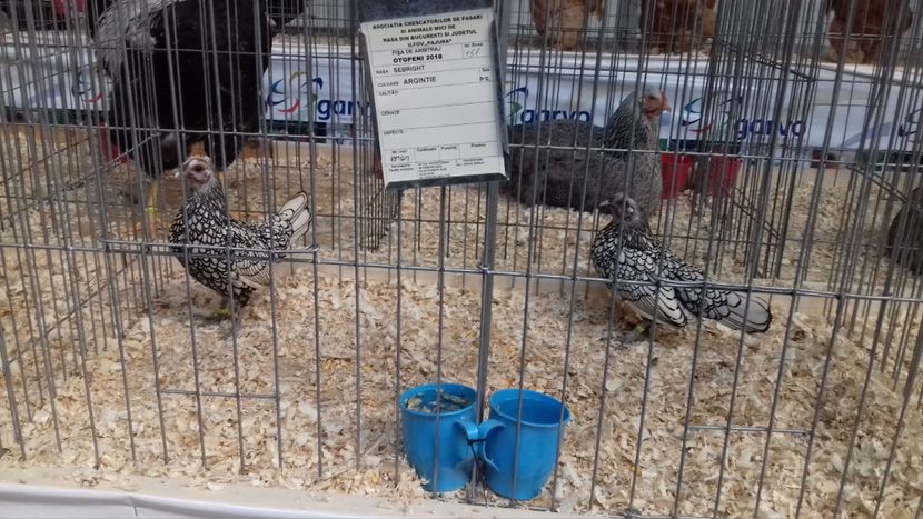  - EXPOZITIA PAJUARA OTOPENI FEBRUARIE 2018