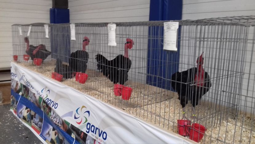  - EXPOZITIA PAJUARA OTOPENI FEBRUARIE 2018