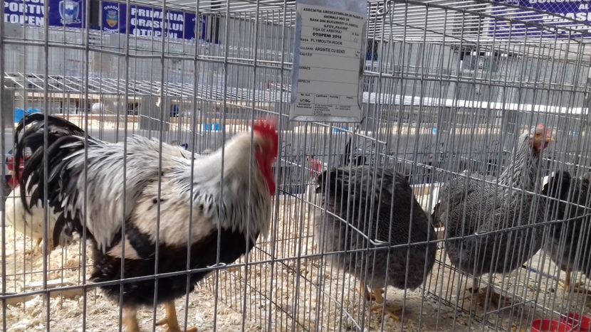  - EXPOZITIA PAJUARA OTOPENI FEBRUARIE 2018