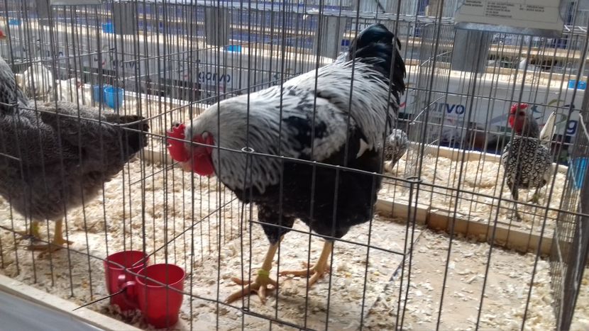  - EXPOZITIA PAJUARA OTOPENI FEBRUARIE 2018