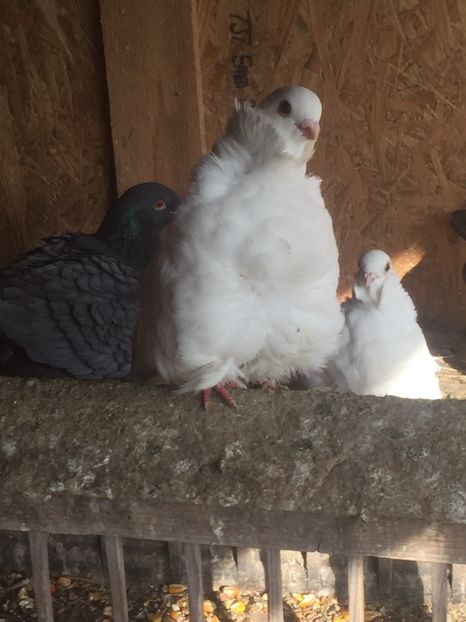 CCFC1AEC-0075-49A7-BE44-57BE5EE10D8A - Pescarusi chinezi 2017