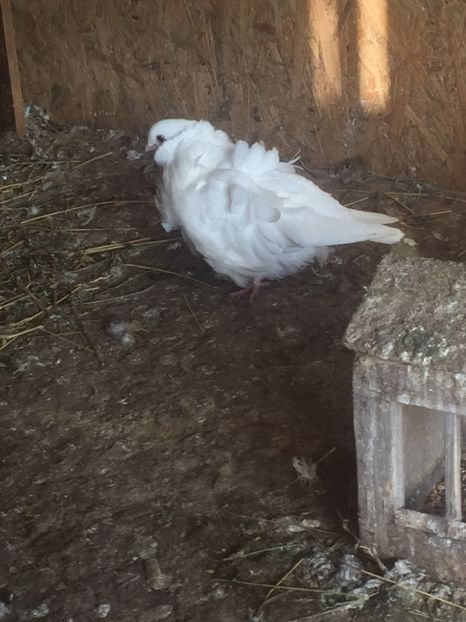 E9CA99AA-EC0F-45FF-BC21-05D71745B04B - Pescarusi chinezi 2017