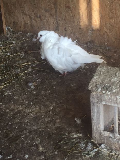 7E0B4C59-B6FD-486C-9A2F-A89EE90A525A - Pescarusi chinezi 2017