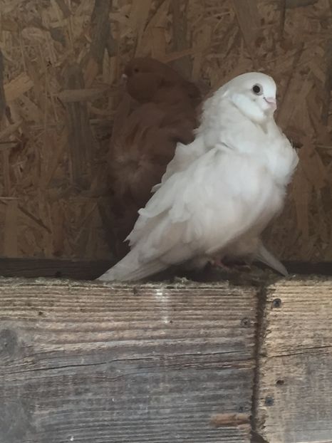 FD290CCE-77ED-4A84-8303-F29EDE954C67 - Pescarusi chinezi 2017